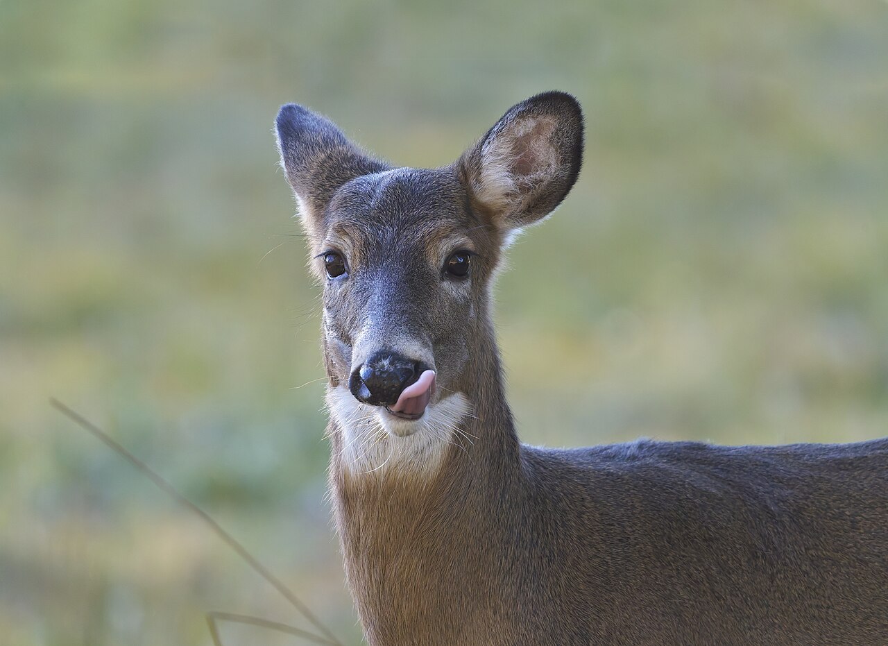 White-tailed Deer