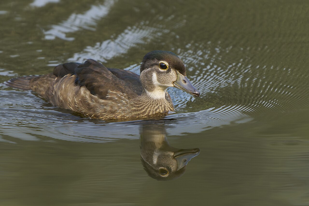 Wood Duck