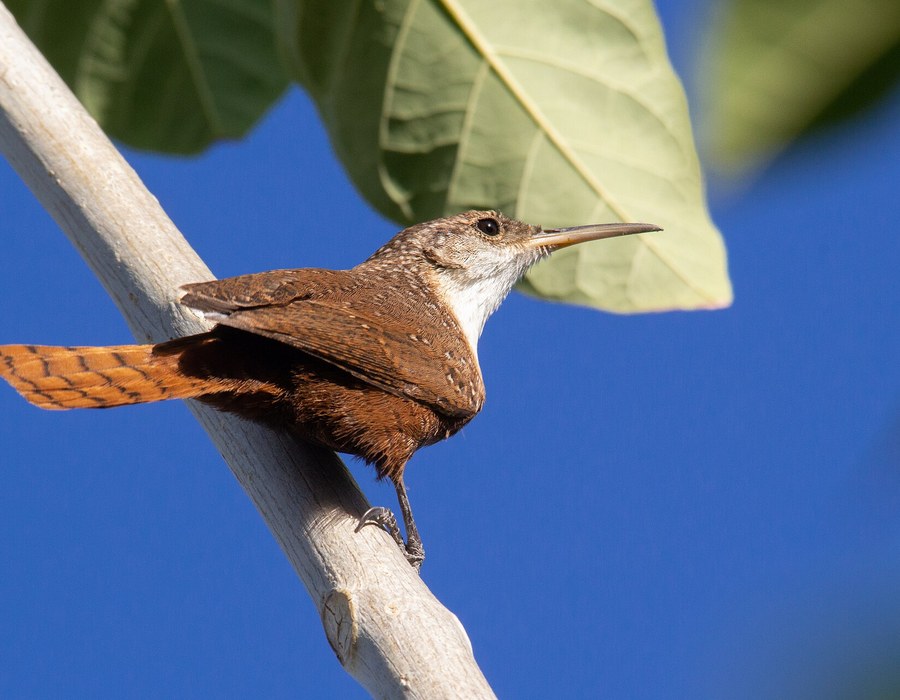 Canyon Wren