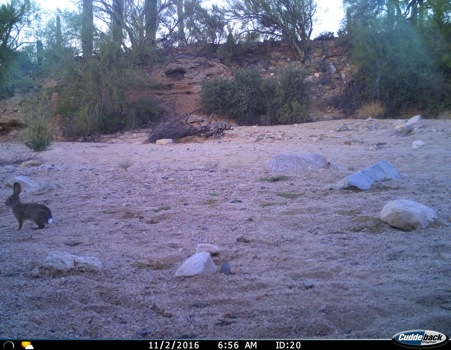 Desert Cottontail