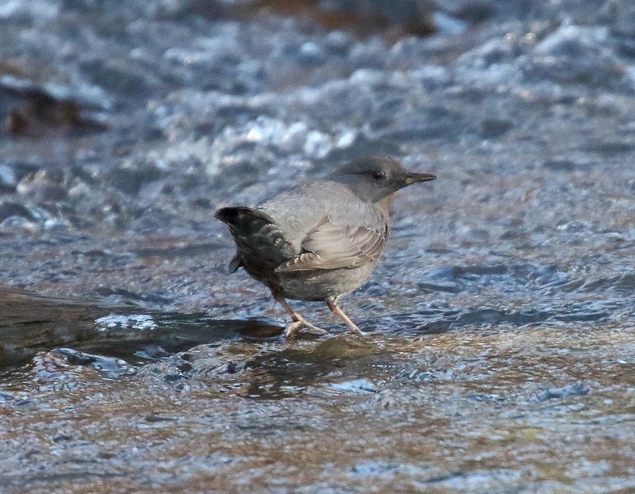 American Dipper